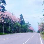 ▲「高雄山城線」玩騎認證路線正值花旗木花季,一片粉紅繽紛絢麗 (圖/交通部觀光局 提供)