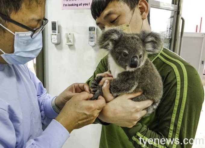 無尾熊寶寶長大了!學習獨立適應群體生活 10 無尾熊寶寶近期健檢後的結果亦呈現健康狀態,讓照養團隊總算可以稍微放下心中的大石