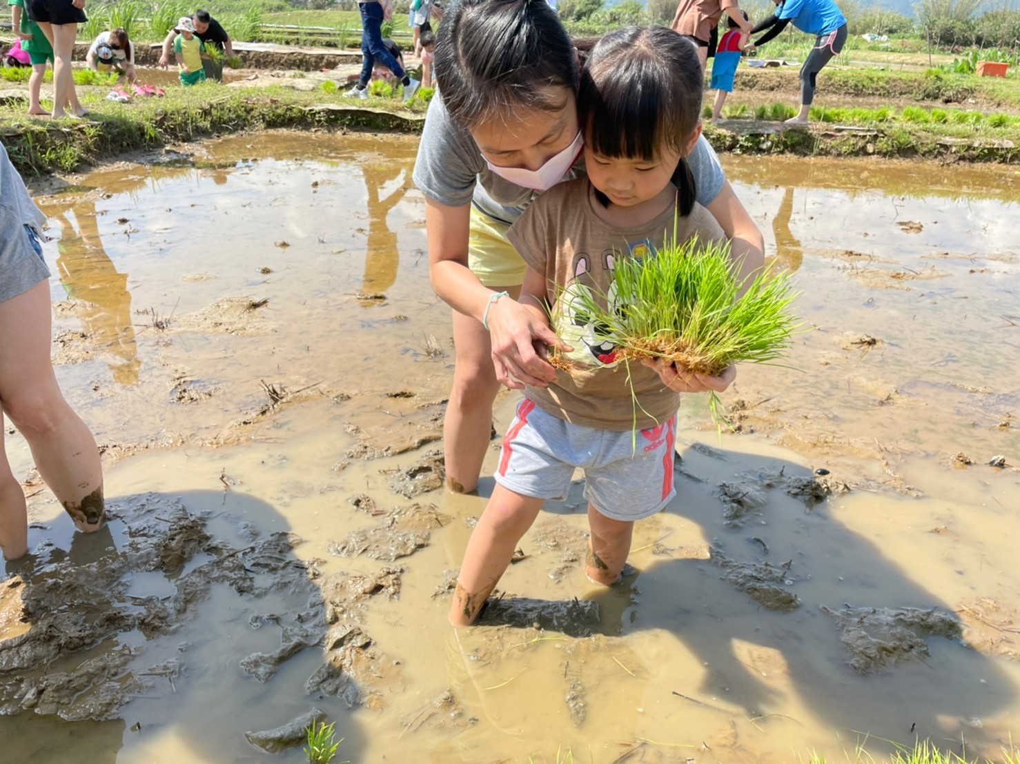 插秧倒退走 金美附幼囝仔插秧季好有趣