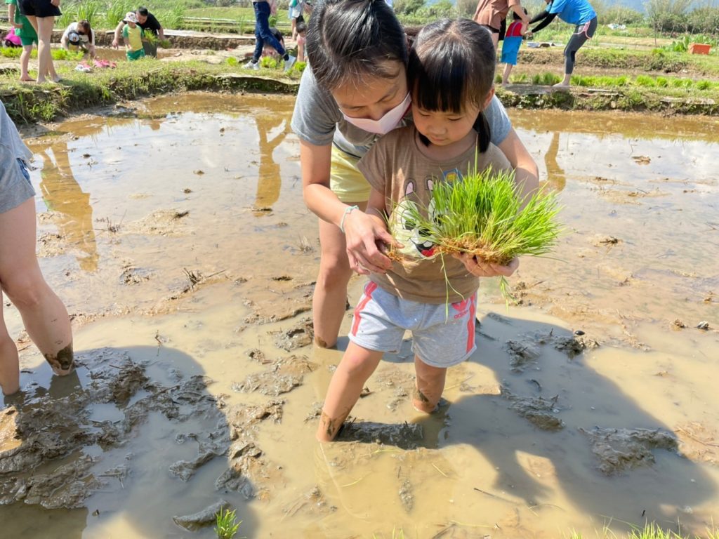 金美國小附幼星星班插秧(資料照)
