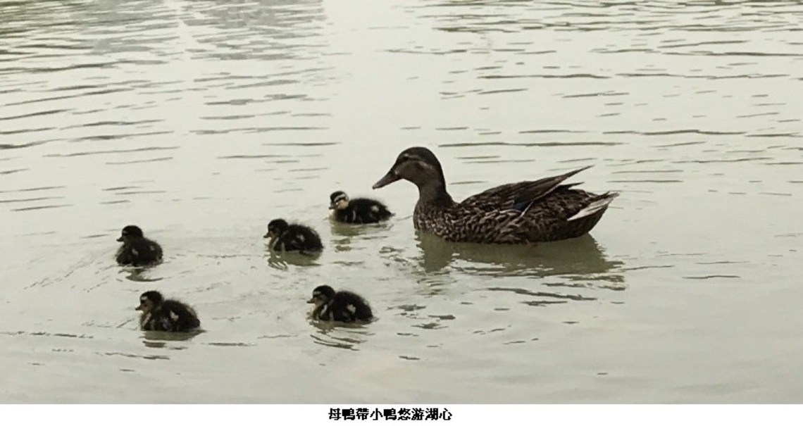 母鴨帶小鴨 凹子底公園人工湖新增五隻萌樣小鴨
