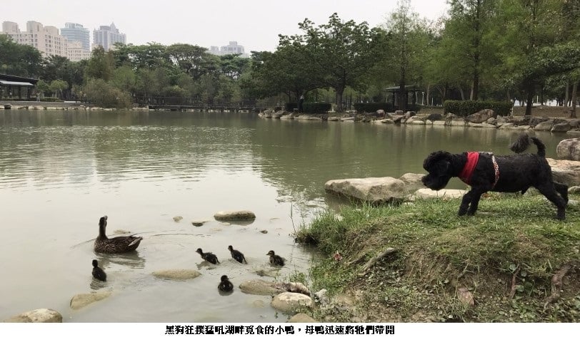 可能是樹、水體和文字的圖像
