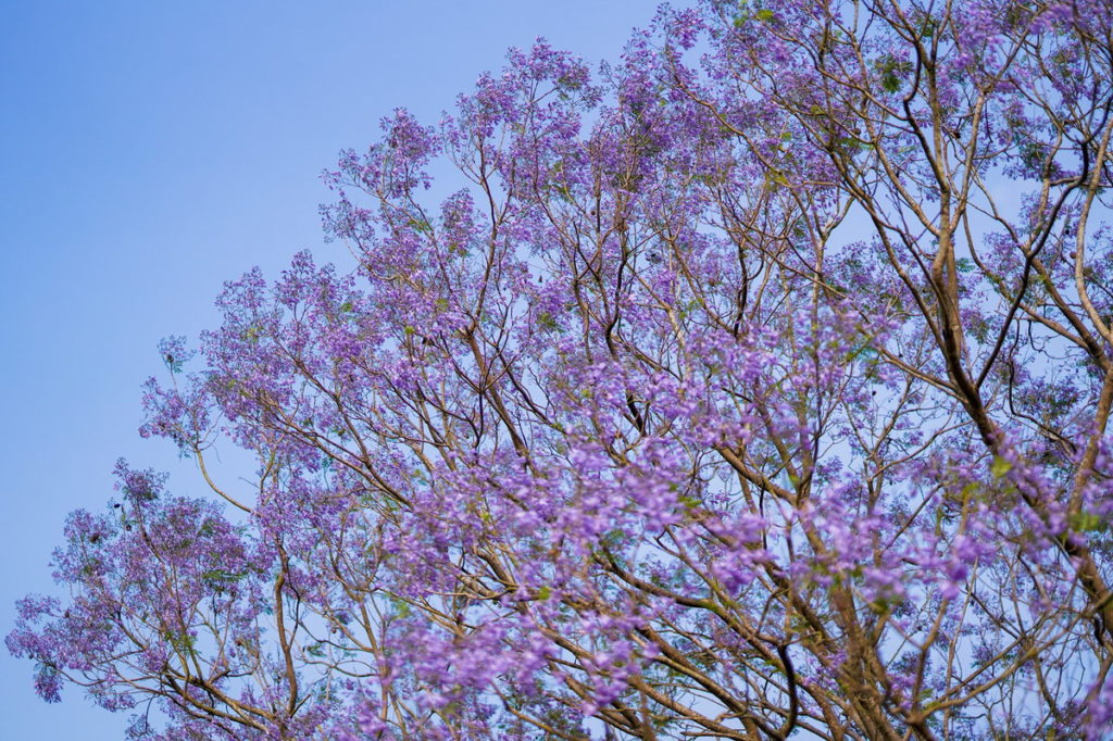 藍花楹唯美綻放