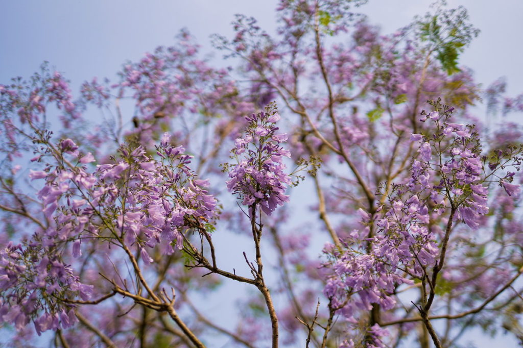 藍花楹唯美綻放