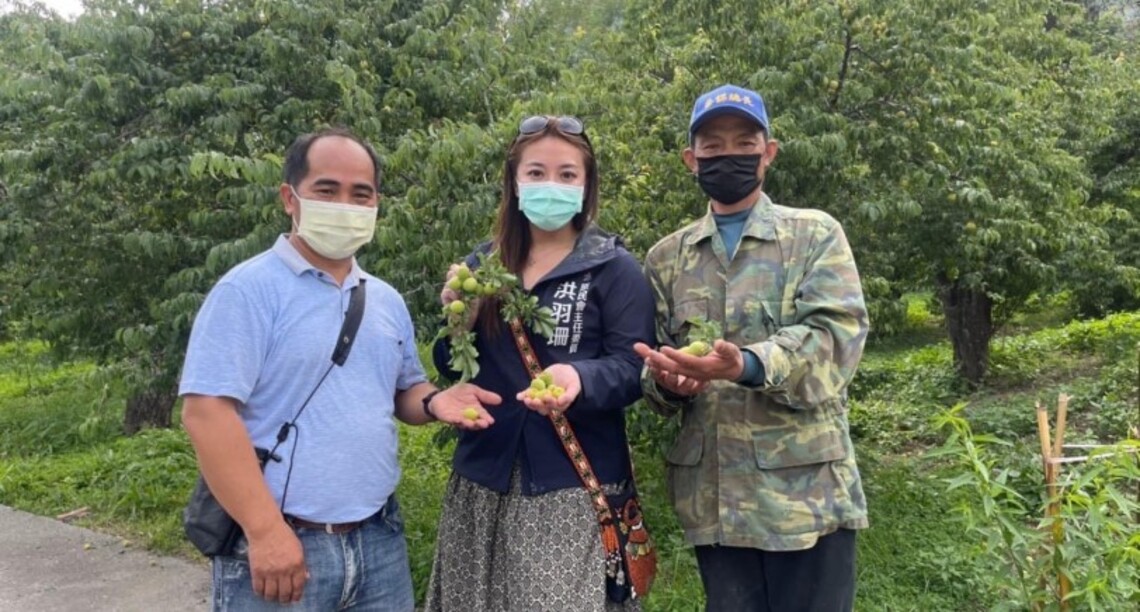 原鄉青梅因疫情影響銷量受創 原民會研擬急難救助專案