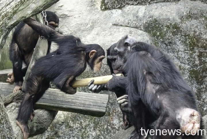 保育員與動物鬥智鬥勇 全為維護動物福祉 11 黑猩猩:裡面的食物好香哦!到底要怎麼拿出來呢?