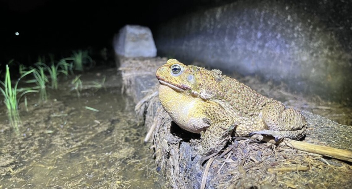飼養海蟾蜍須於6/14前登記 逾期開罰最高5萬元