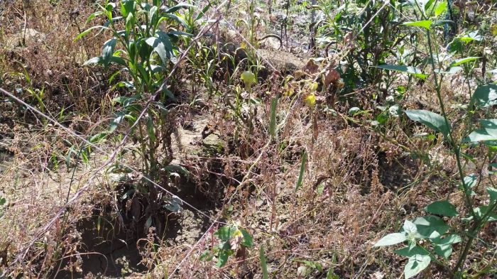 花壇農地客土後農作枯死冒細白霧鹽 邱建富籲縣府具體補償 環保局:土壤鹽化因灌溉水質不佳非客土