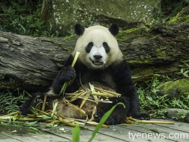 守護珍稀物種 三貓生態大調查 8 「圓寶」:什麼是「三貓」?就是貓熊、貓纜和貓空啊!(詹德川攝)