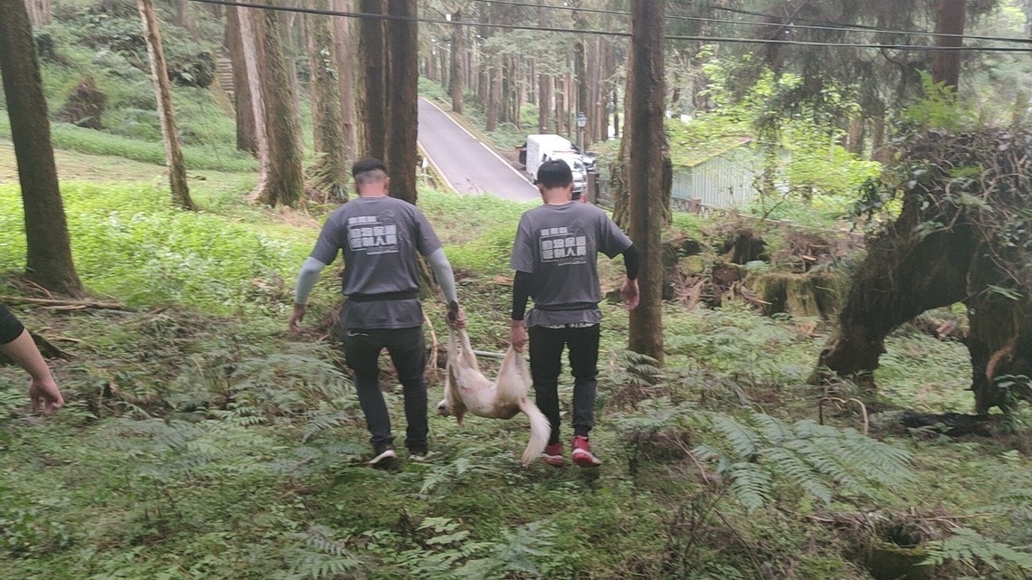 嘉義縣阿里山浪犬騷帝雉,動保員全面捕抓移除