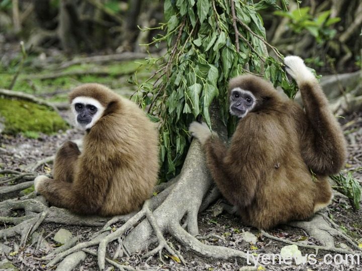 期待遊客相見歡!木柵動物園長臂猿搬新家 5 「夏強」(右)的毛色比較黑,左邊是「琍信」(詹德川攝) 1