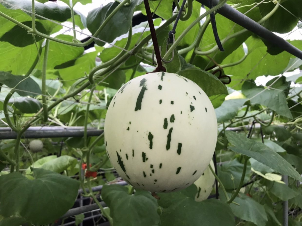 月露蜜瓜