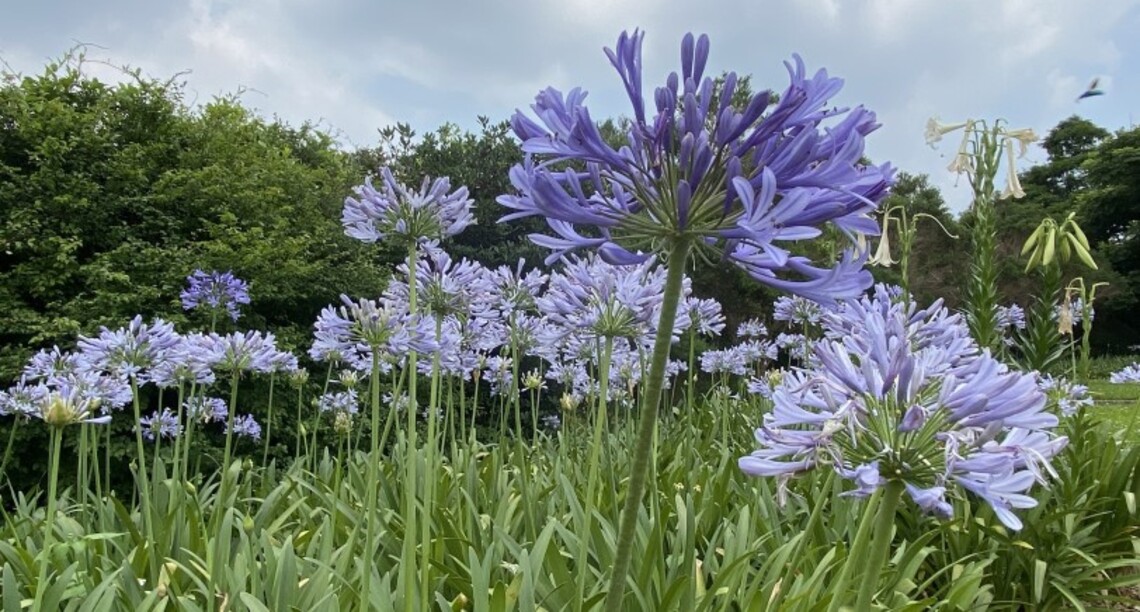 戀夏內雙溪 遇見愛情