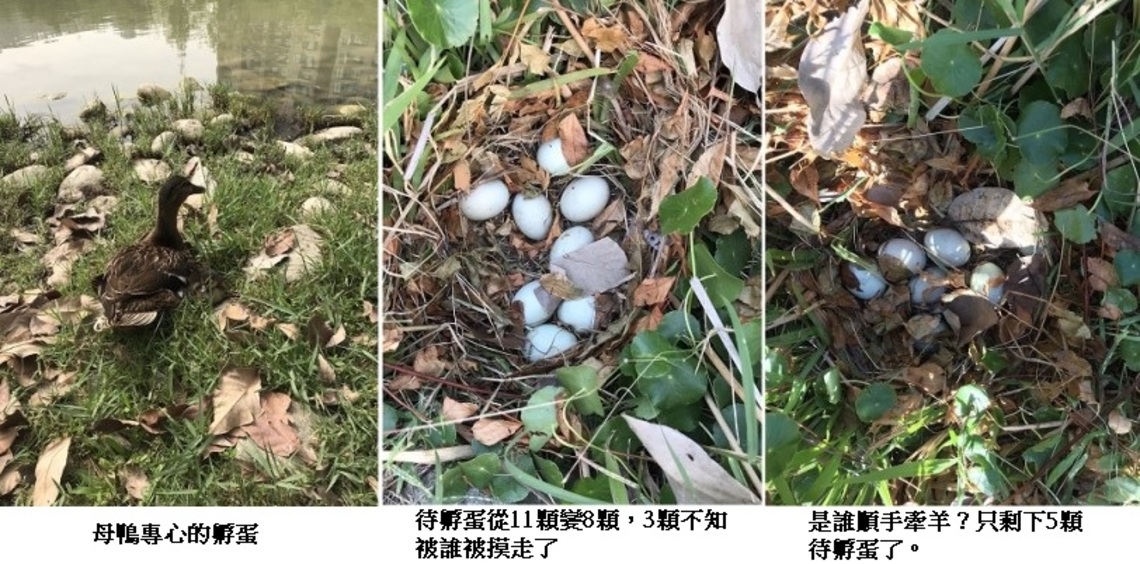 母鴨孵蛋真辛苦 凹子底公園竟出現撿蛋的不速客