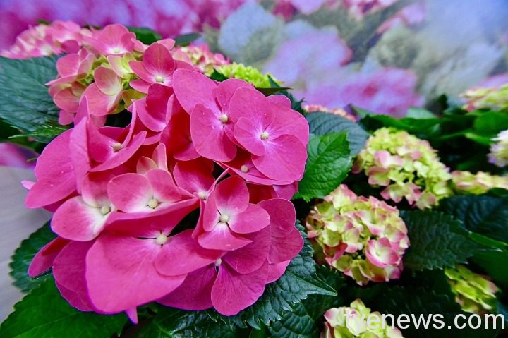 桃園繡球花季登場 花團錦簇妝點初夏浪漫 17 S 74932277