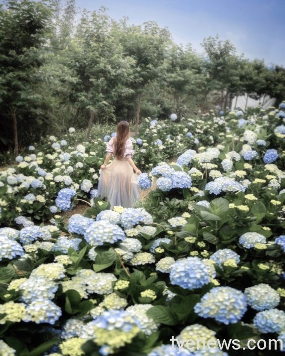 桃園繡球花季登場 花團錦簇妝點初夏浪漫 18 S 74932271 scaled