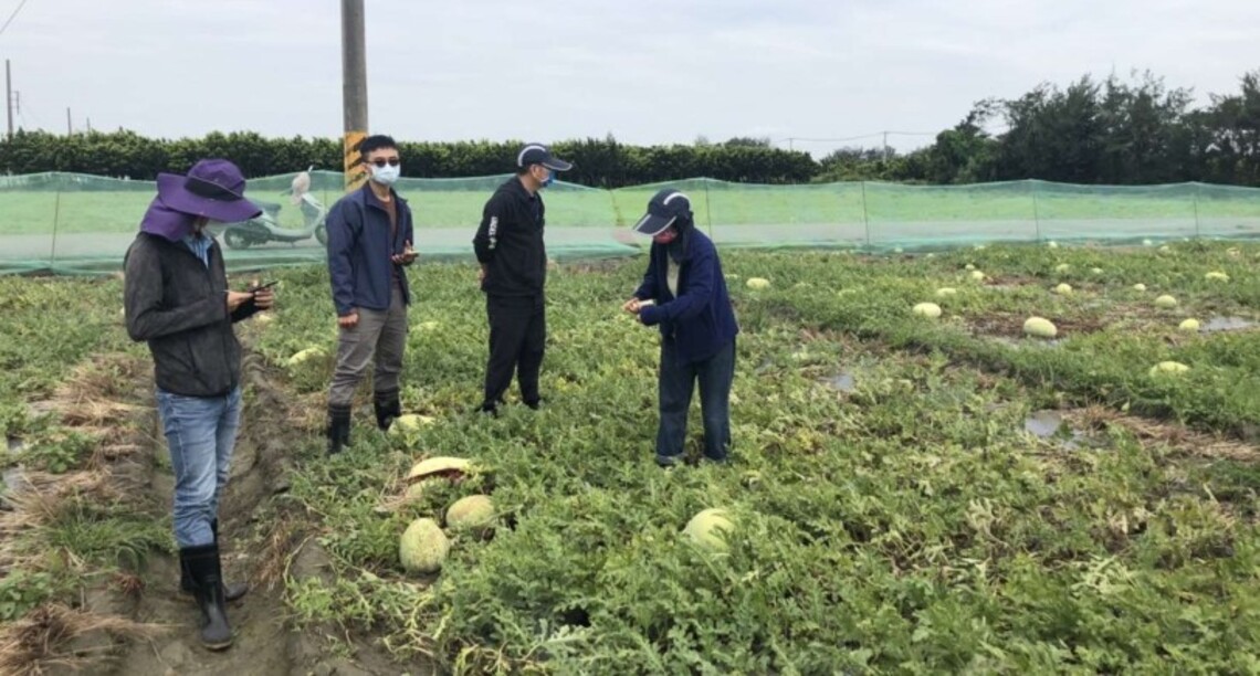 受三月鋒面及霪雨影響導致西瓜著果率低 縣府再建議中央將四湖鄉西瓜列入災害救助