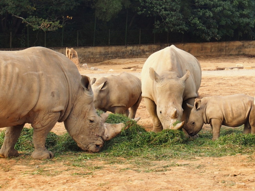 六福村野生動物園有亞洲首屈一指的犀牛繁育研究基地,現有21隻白犀牛,成果傲視亞洲。(圖/六福旅遊集團提供)