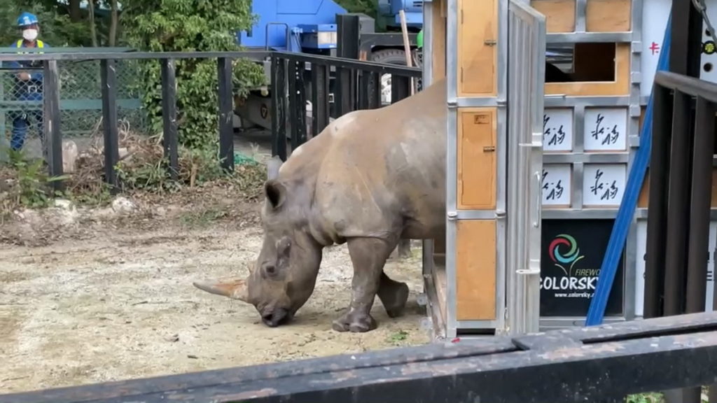 六福2021年6月8日完成台灣史上大型瀕危動物輸出首例,犀牛艾瑪成功抵達東武動物公園。(圖/六福旅遊集團提供)