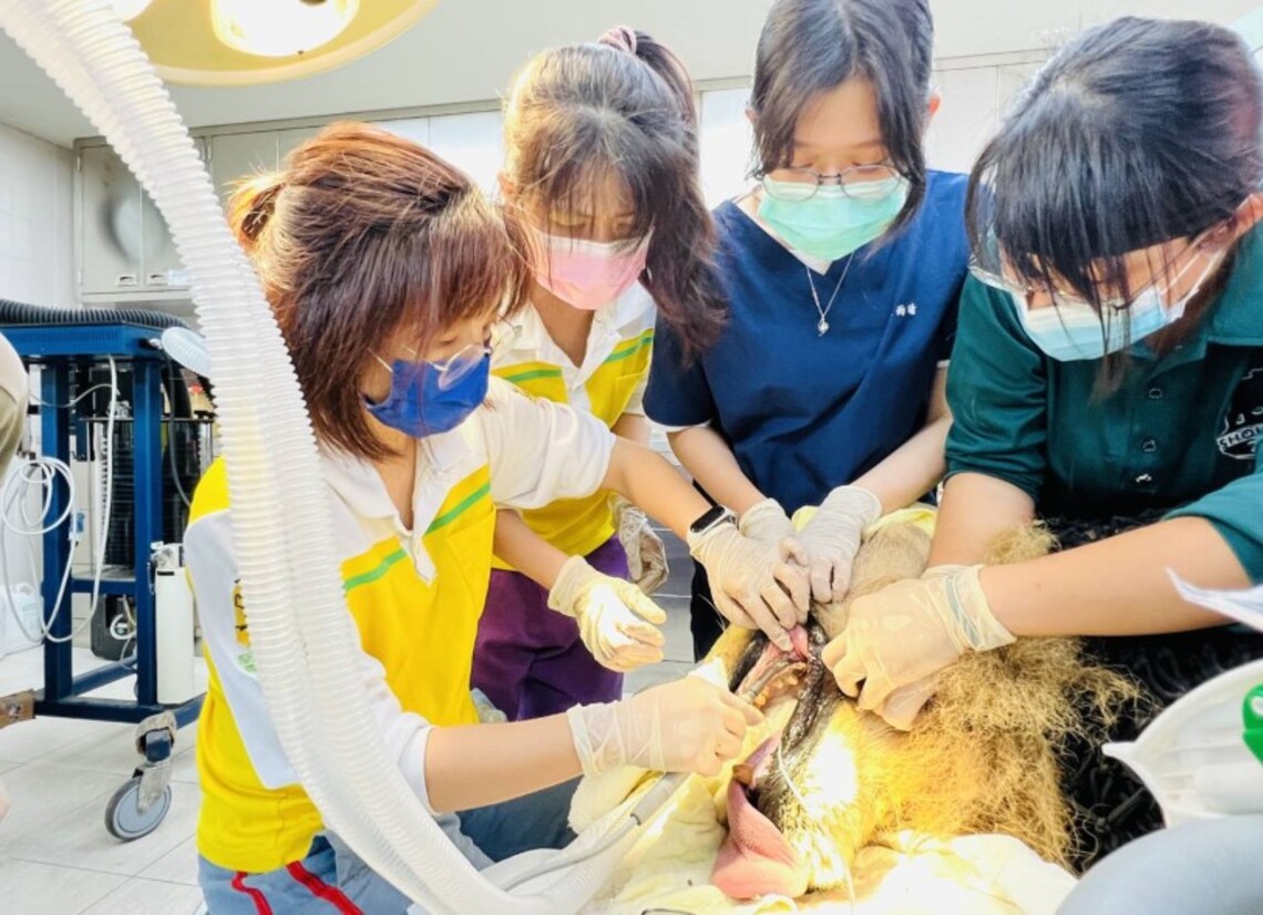 壽山動物園非洲獅「大哥」、「萊恩」洗牙趣 獸醫師及保育員大陣仗健檢