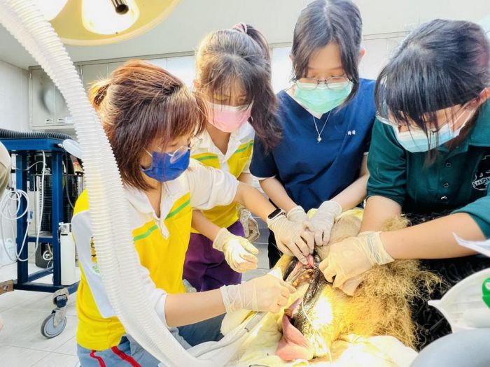壽山動物園非洲獅洗牙趣 獸醫師及保育員大陣仗健檢