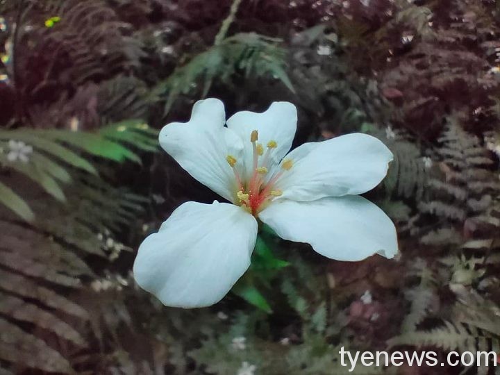 【活動訊息】桃園市桃園客家桐花季-桐遊客庄水田巡禮輕旅遊 5 1 12 scaled