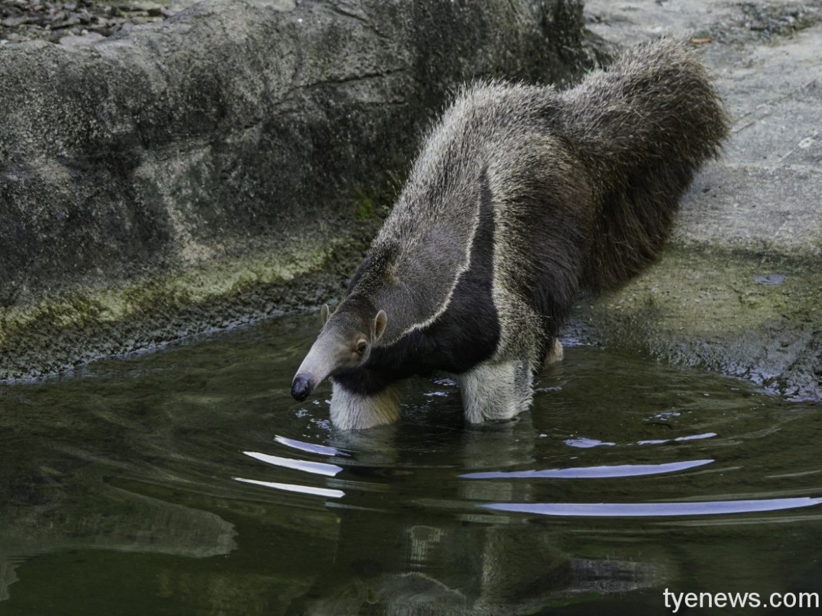 【有片】大食蟻獸也懂享受!木柵動物園SPA水療館 11 口袋莎:在大水池游泳很舒服,但我們更喜歡保育員提供的「SPA」服務(「口袋莎」 詹德