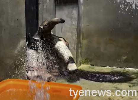 【有片】大食蟻獸也懂享受!木柵動物園SPA水療館 12 大食蟻獸非常享受保育員用水柱幫他們做「SPA」(「三平」 林育欣提供)