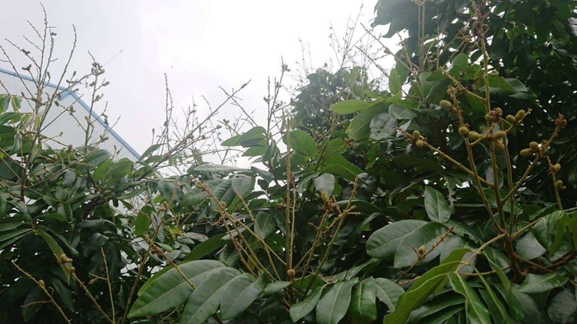 氣候異常導致龍眼著果率低   雲縣府再建議中央將龍眼列入災害救助