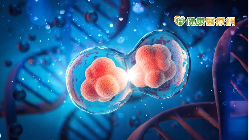 首揭細胞「無合成分裂」 中研團隊登《Nature》期刊