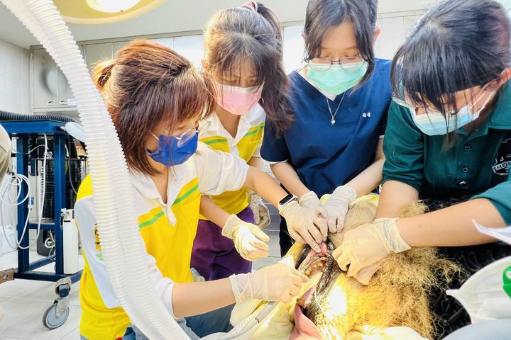壽山動物園動物大健檢 非洲獅「大哥」、「萊恩」洗牙趣