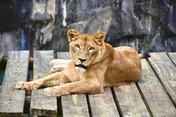壽山動物園動物大健檢 非洲獅「大哥」、「萊恩」洗牙趣