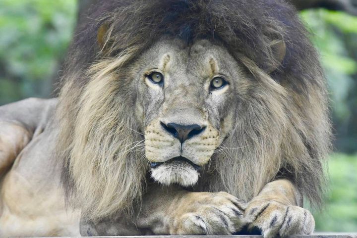 壽山動物園動物大健檢 非洲獅「大哥」、「萊恩」洗牙趣