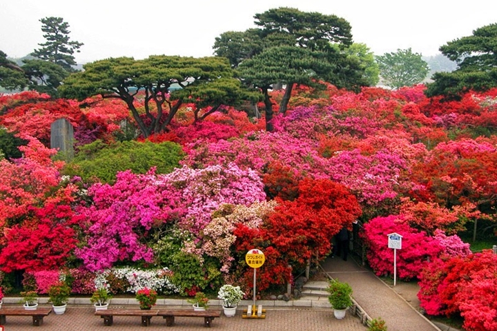 大玩4D劇院、逛萬紫千紅杜鵑絕景！春遊群馬到這賞花