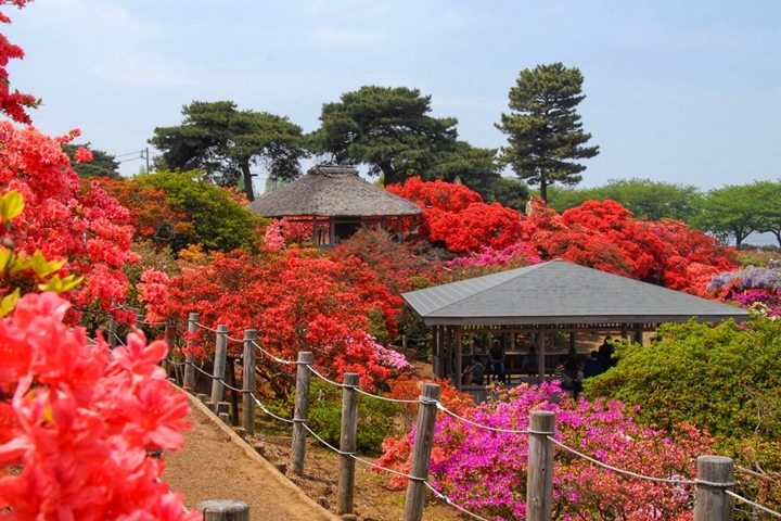 大玩4D劇院、逛萬紫千紅杜鵑絕景！春遊群馬到這賞花