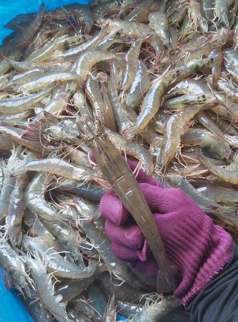 布袋邱家兄弟生態無毒養殖20年 打造健康美味水產品