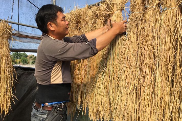 「日晒米屋─鹿光米」堅持幾倍工 只為成就令人讚嘆的米飯