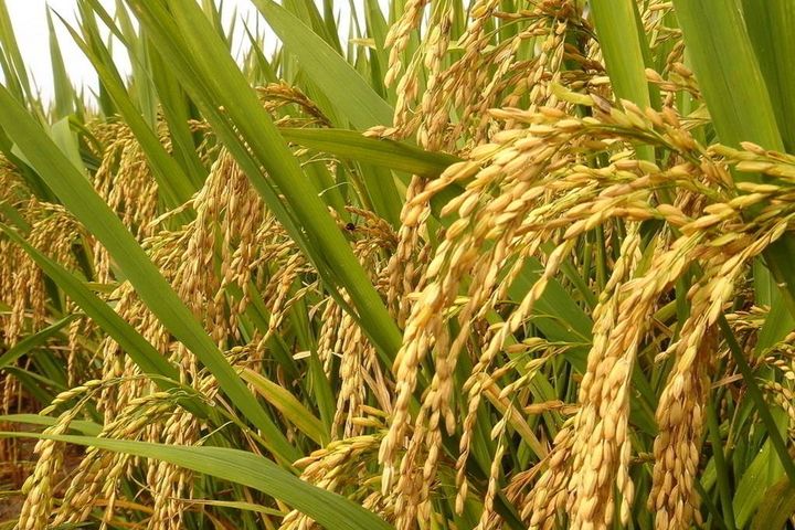 友善耕種/產銷履歷達人自產自銷「江山米」 堅持無農藥生態農法