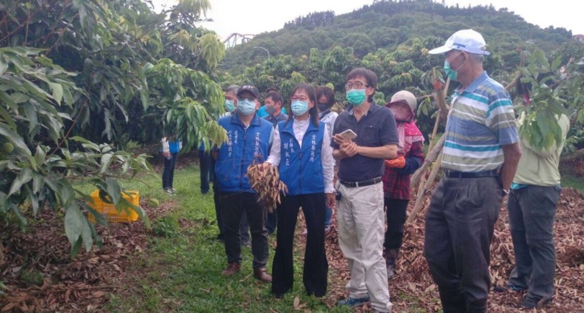 受三月鋒面影響  導致荔枝著果率低   雲縣府建議中央將荔枝列入災害救助  龍眼如有受損請到當地公所申報