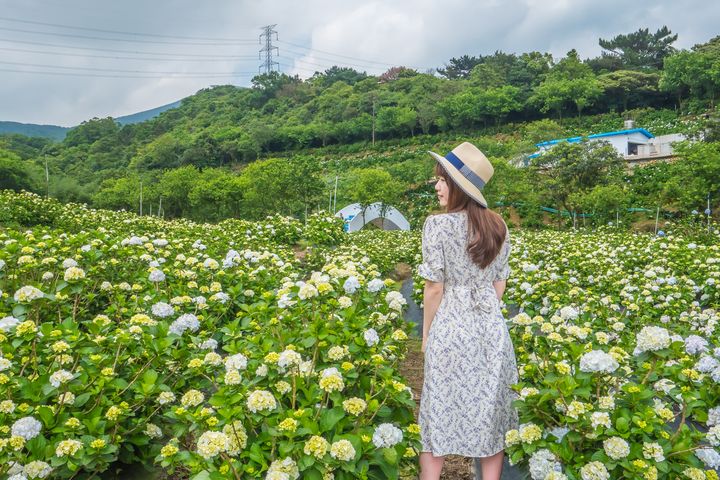 新北青春山海線萬里高家繡球花田,第三園區廣達8000坪美景讓人心情開闊。 圖:新北市政府觀光旅遊局/提供