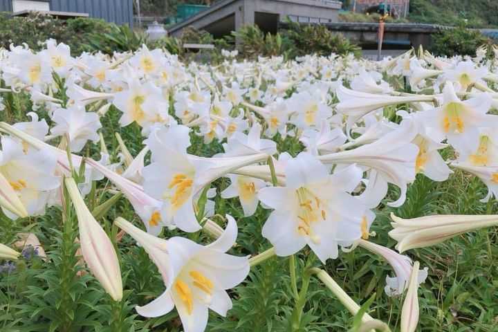 讓心放飛!暢遊新北青春山海線 賞花看海泡湯趣