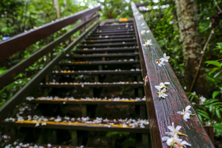 讓心放飛!暢遊新北青春山海線 賞花看海泡湯趣