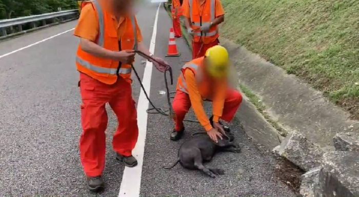 小豬在交流道逛大街 聽從員警指揮乖乖就逮