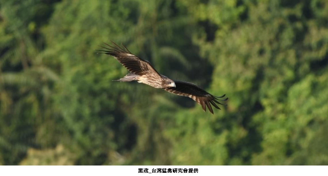 世界候鳥日 愛護環境賞候鳥