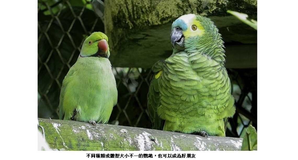 滾動式調整混群模式 能平衡鸚鵡社交關係