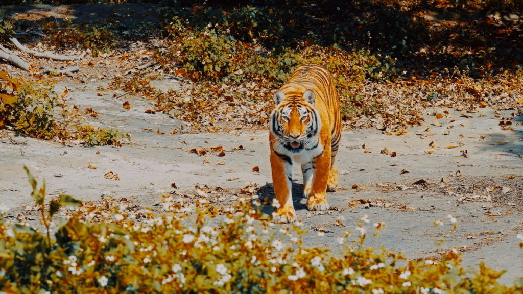 搭乘六福村猛獸巴士遊園,可以近距離欣賞孟加拉虎的英姿。圖 六福村提供