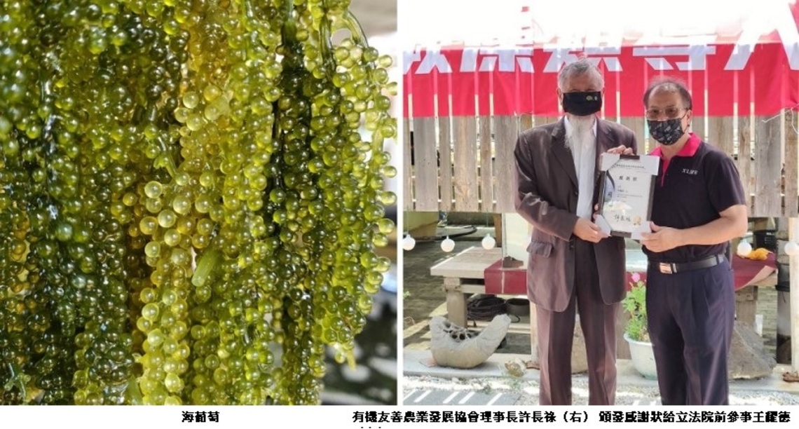 全台首創蕨藻類水產品導入有機養殖    友善漁業科技化產業鏈化發展見曙光