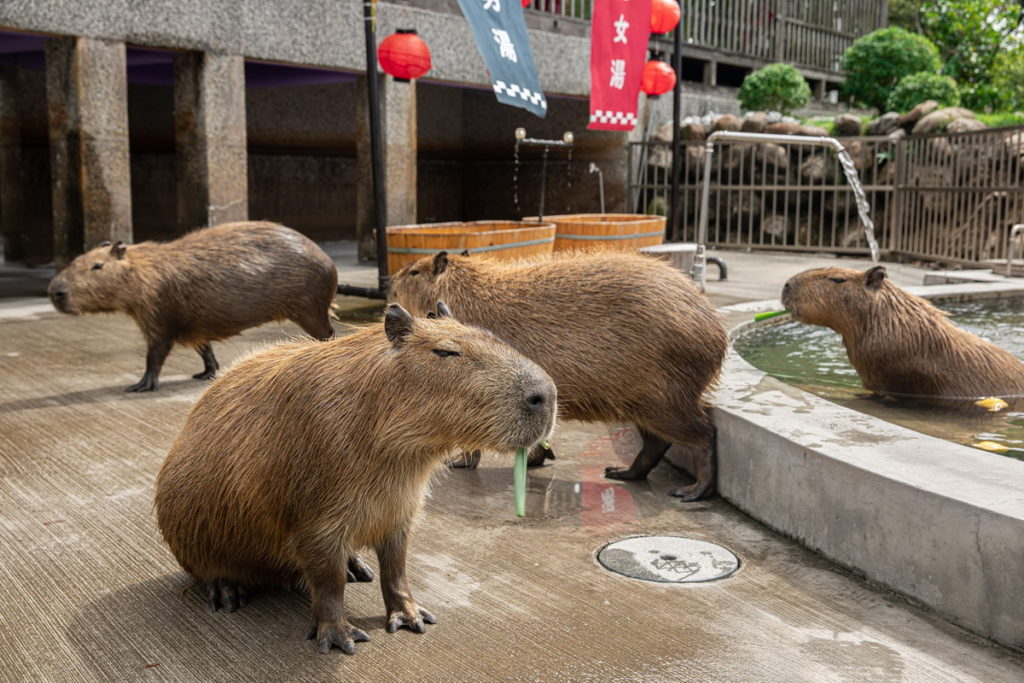 無論住宿用餐皆可入園與萌寵們進行親密互動,呆萌逗趣模樣融化大人小孩的心。