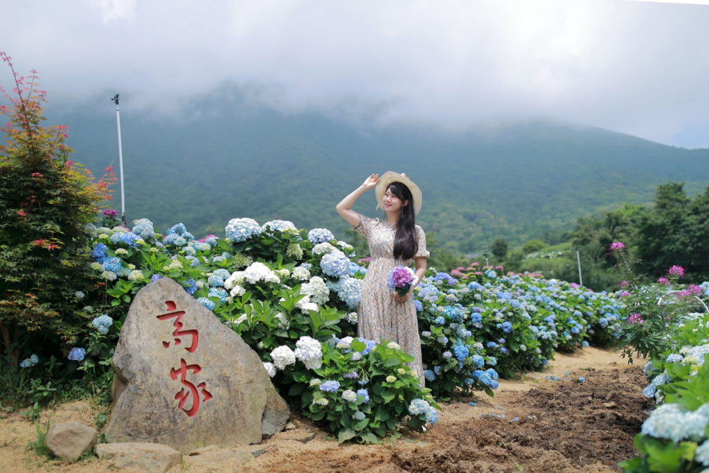 高家繡球花田第二園區(非目前花況,圖片來源北投區農會)