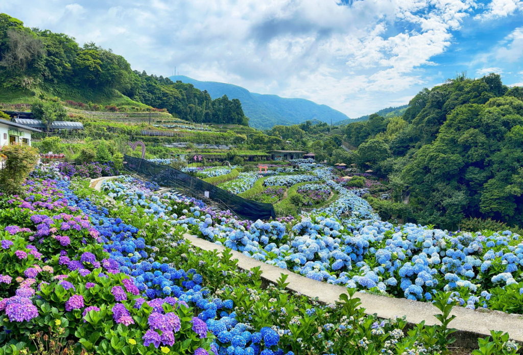5月20日下午2點至4點到竹子湖聆聽「純彩色」音樂會(非目前花況,圖片來源北投區農會)